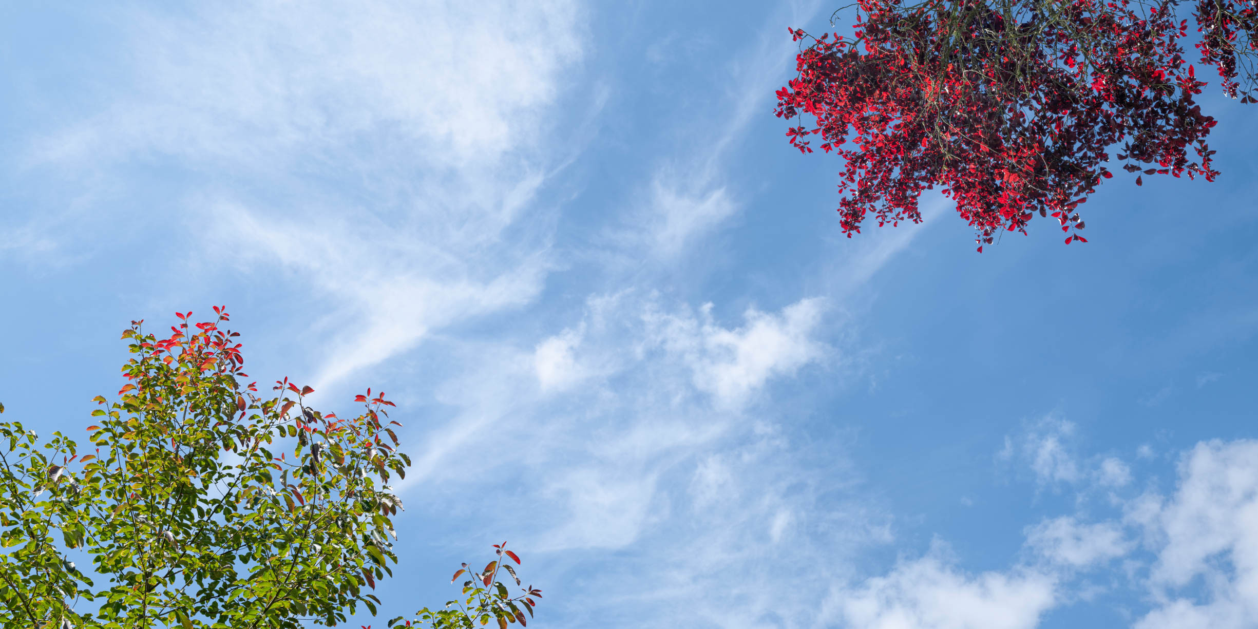 Ciel Prunier Cerise – Wazim Tagauly pour Cumulux